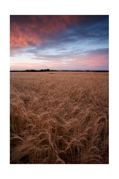 Corn field, Hatfield Peverel.