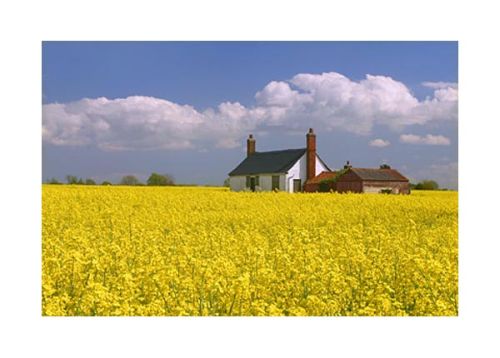 Cottage in Hatfield Peverel