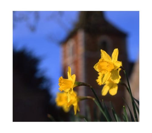 Daffodils at Terling.