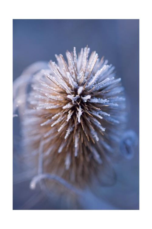 Frozen teasel