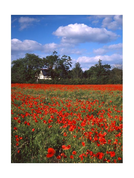 Langford poppy field.