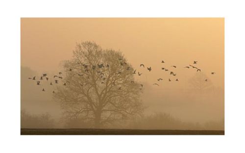 Early morning, Little Baddow. 