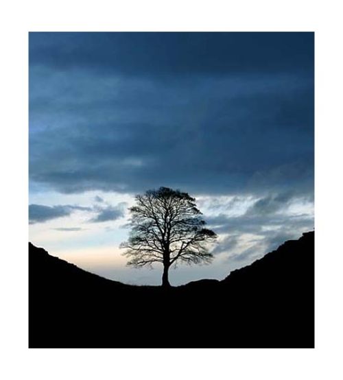 Sycamore pass, Hadrians wall, Northumberland.
