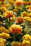 Kew Gardens