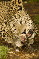 African Leopard