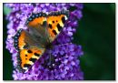 Small Tortoiseshell (Aglais Urticae)