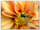 Hoverfly (syrphidae)