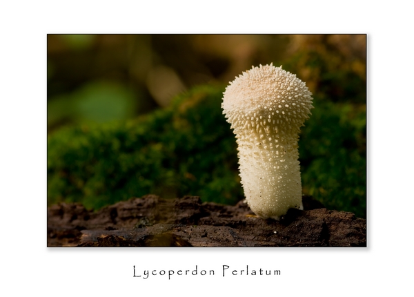Lycoperdon Perlatum