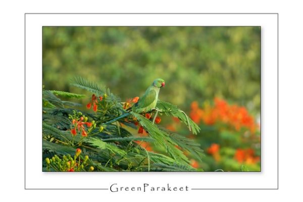Ring necked Parakeet