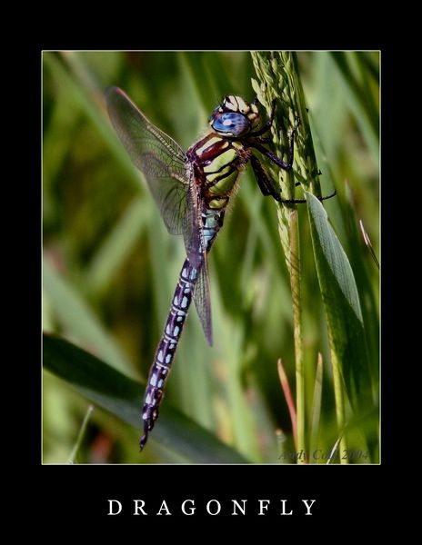 Dragonfly