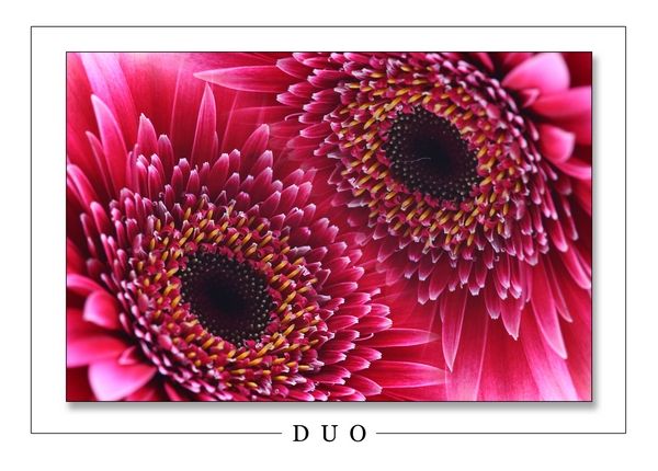 Duo