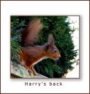 Harrys back