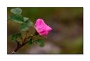 Wild Rose