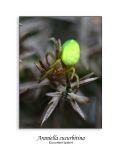 Araniella cucurbitina (Cucumber Spider)
