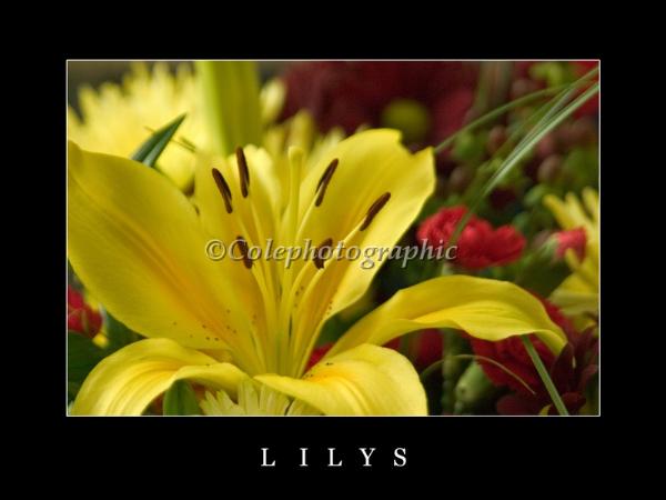 Lily's