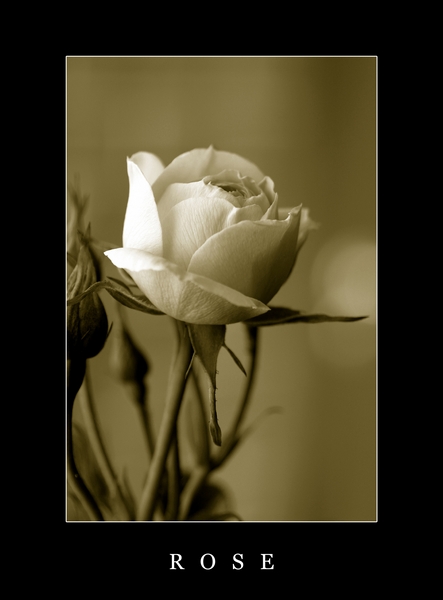 Rose