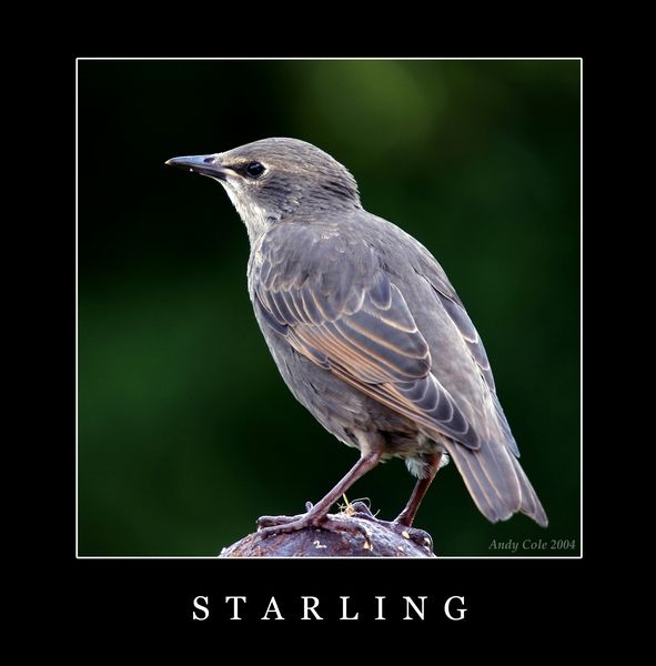 Starling