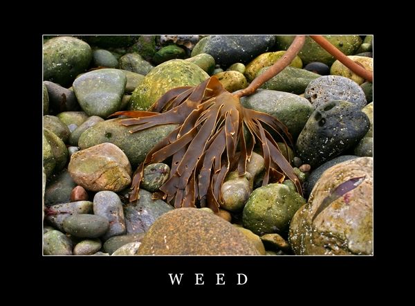 Weed
