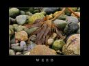 Weed