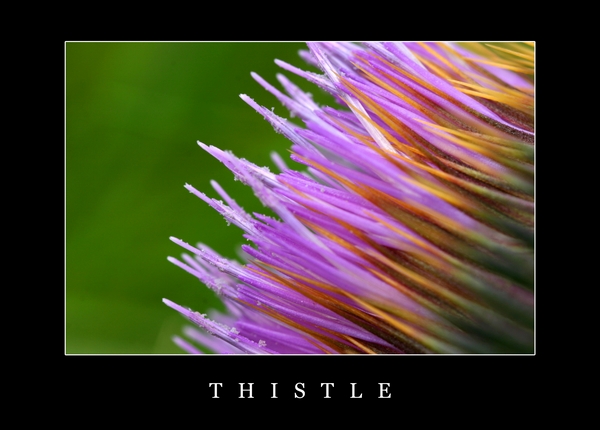 Thistle