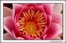 Water Lily