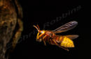 Hornet in Flight,Returning to the nest.