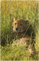 Cheetah