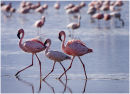 Flamingoes