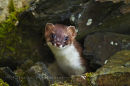 Stoat (Mustela erminea)
