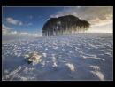 The Copse on the Hill in Winter