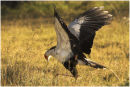 Secretary Bird Hunting Mice