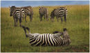 Zebra Rolling