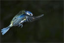 Blue Tit in Flight