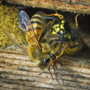 Honey Bee fighting back at a wasp raids the hive