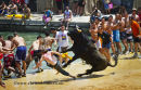 Bulls to the Sea festival Denia July 2011