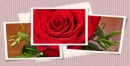 Jenny & Barry Wedding Flowers