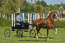 Balanced Horse Feeds Driving Show - Pachesham