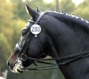 Stallion 'Oldencraig Timeless'