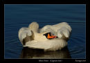 Mute Swan 