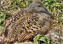 Female Eider 