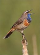 Blue Throat on Bull Rush