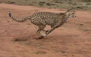 Cheetah on the Move