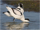 Courting Avocets