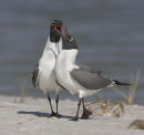 Courting Terns