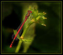 Male Large Damsel-fly