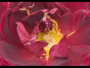 Detail of Rose 'E.H. Morse'