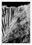 Dunes Fence