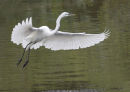 Flying White Silk