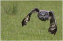 Great Grey Owl (Strix Nebulosa) in Flight