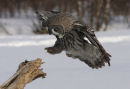 Great Grey Owl Landing